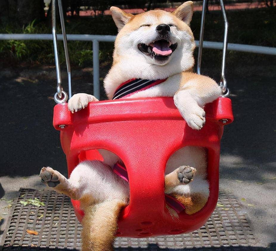 柴犬属于中型犬还是大型犬 成犬 柴犬属于中型犬还是大型犬 成犬
