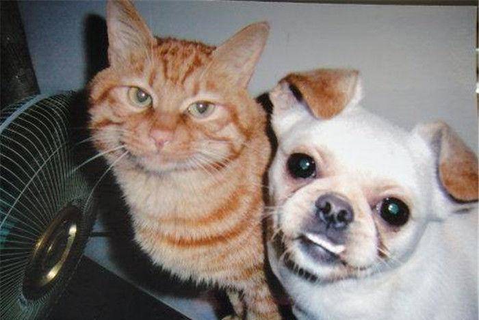 样子|主子对萌宠有几分嫌弃几分真爱？看合影就全知道了！