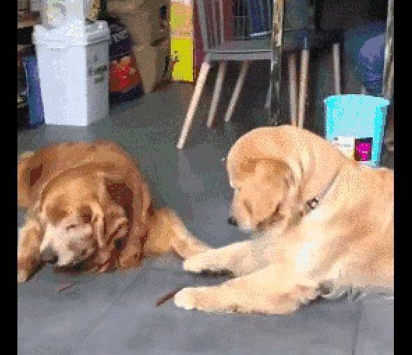 什么|网友喂两只金毛零食吃, 它们的表现却不同, 家庭地位一目了然呀!