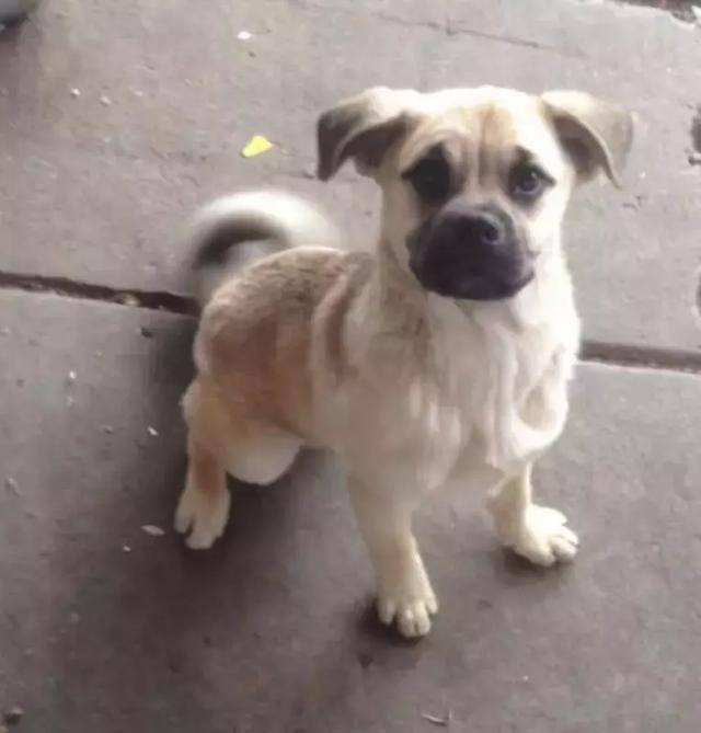 马尔济斯|确认过眼神, 是亲生儿子没有错!