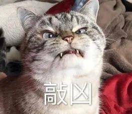 猫咪|腿长一米七，神似小柯基的短腿猫，打起架来无人能拦得住，好凶