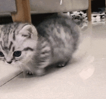 猫咪|腿长一米七，神似小柯基的短腿猫，打起架来无人能拦得住，好凶