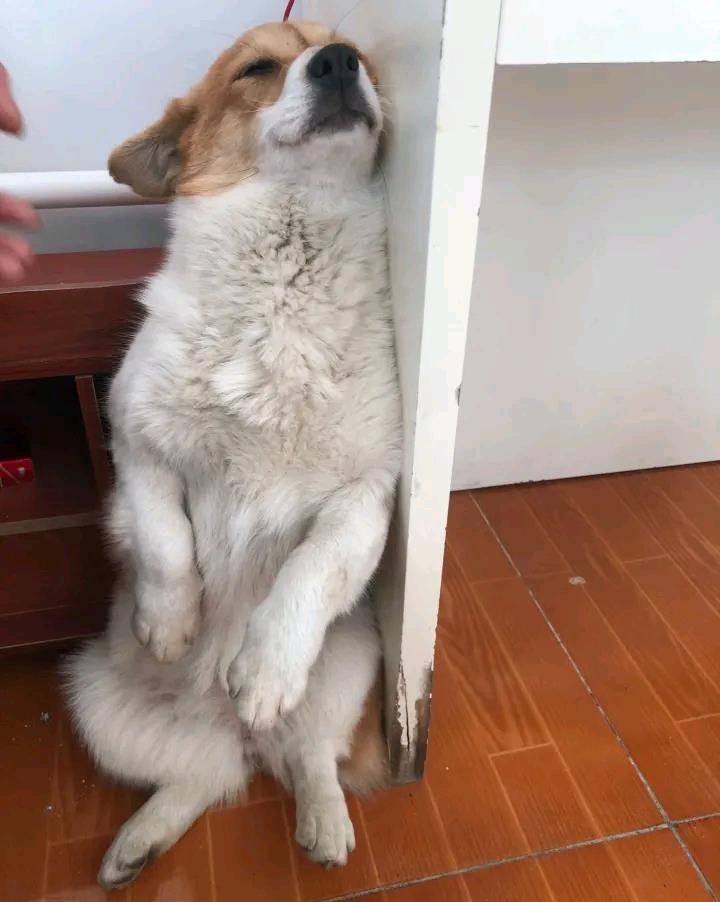 锻炼|网友经常锻炼柯基直立，现在它睡觉都不躺着，这睡姿真辛苦