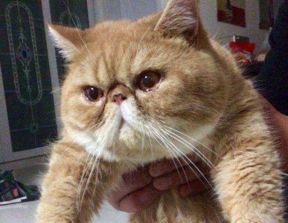 猫咪|给大家分享一下加菲猫日常饮食，怎么才能让加菲猫长胖？