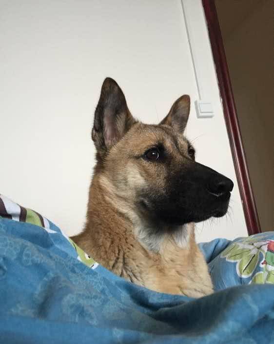 观点评论|中华田园犬虽然叫土狗, 但是一点都不土在我看来土的是忍人心