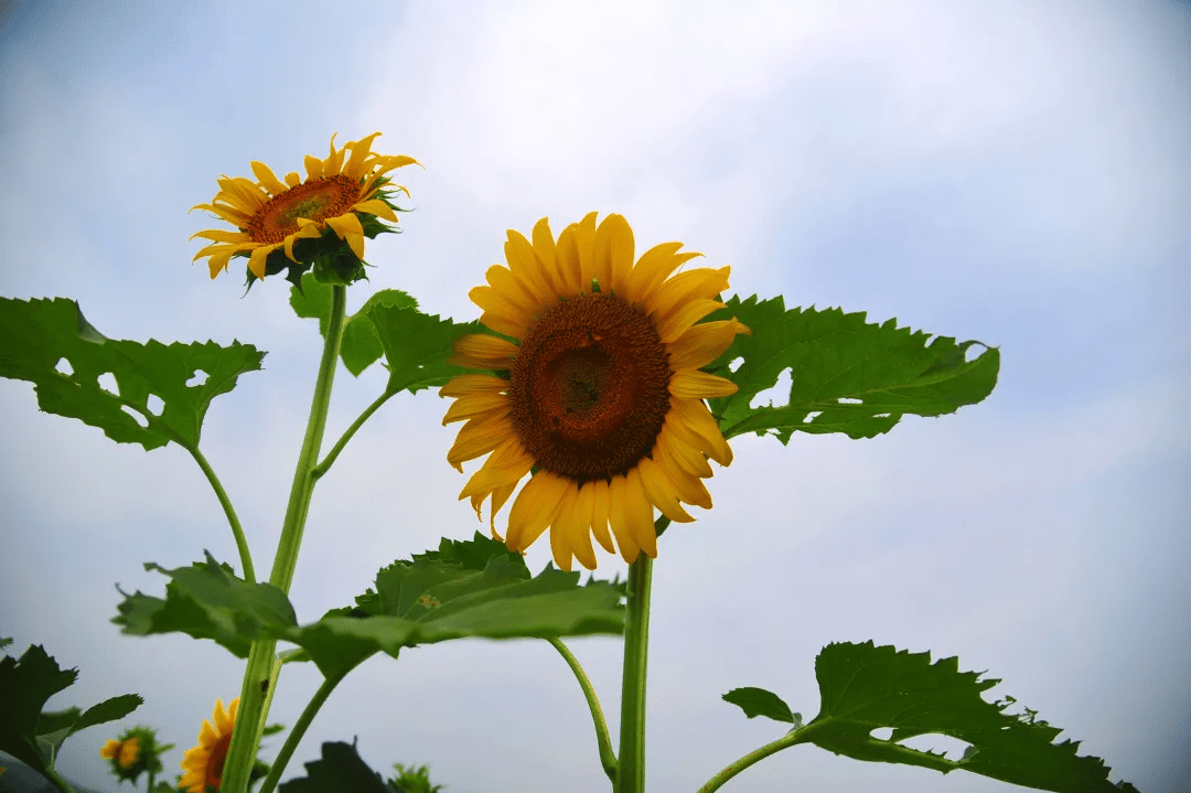 摄影|花式避暑，一见“清”心！只需一瞥，便足以把酷夏原谅…