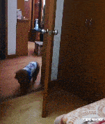 因为|桌上的早餐老是不翼而飞, 直到放了个监控拍下这幕, 主人懵了!