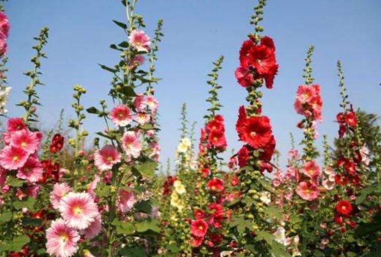 路边常见的 1种花 俗称 一丈红 开花漂亮 花期长 蜀葵