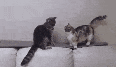 猫咪|腿长一米七，神似小柯基的短腿猫，打起架来无人能拦得住，好凶