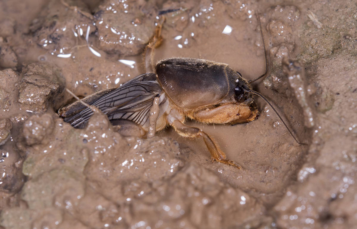 蝎子,金蝉,蚂蚱一样,都是可以食用的,油炸蝼蛄在饭店可以卖到50元一盘