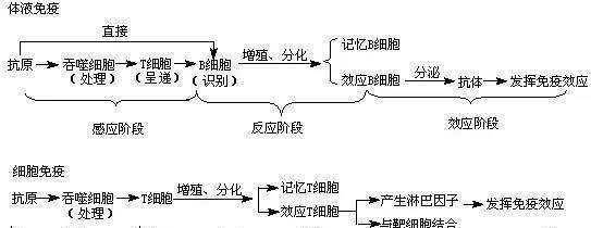 数量|乙肝特异性研究,自然感染过程,两项抗体和B细胞数量功能相关