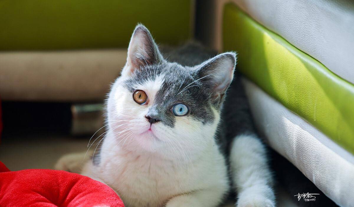 猫咪|兽医:别犯这些错误,就能让猫咪多活3年