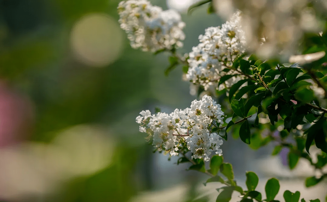 摄影|花式避暑，一见“清”心！只需一瞥，便足以把酷夏原谅…