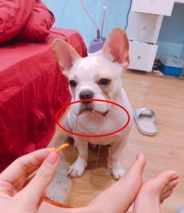 水柱|主人拿出零食晃悠, 就是不给吃后, 狗子的表情亮了!