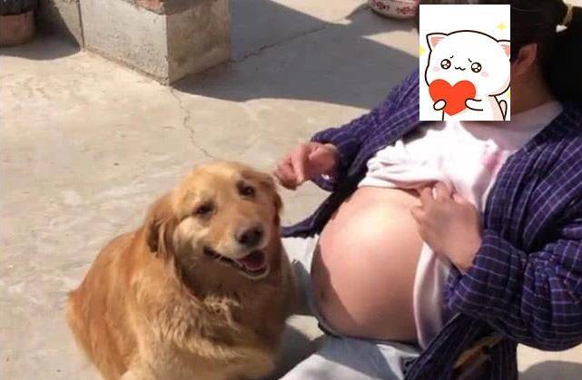 女主临产在即，看见主人露出大肚子后，金毛的动作实在太暖心了！