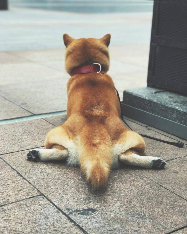 主人生了宝宝，柴犬很吃醋，“霸占”小主人的婴儿床：我也是宝宝