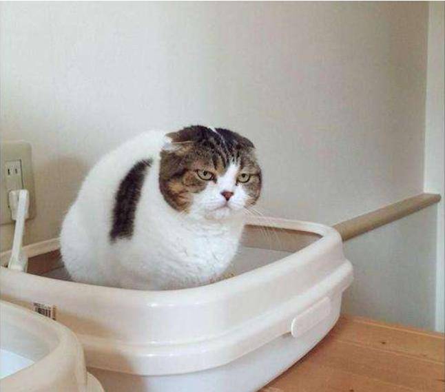猫咪乱尿这个玄学问题，该如何解决？总有一款解决方案适合你