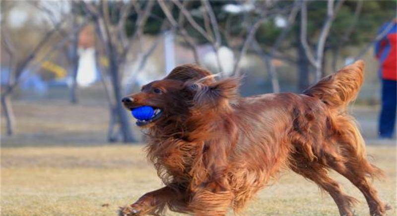 戈登雪达犬干咳时怎么办，病情千万不能拖，主人快来了解下