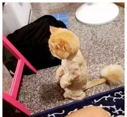 宠物店剪毛太贵,男子自行给猫咪剪毛,猫咪照镜子一看瞬间崩溃了 宠物店剪毛太贵,男子自行给猫咪剪毛,猫咪照镜子一看瞬间崩溃了