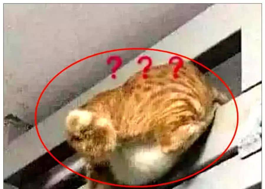 体型|橘猫想去约会，半夜想爬门而出，主人白天看到它后瞬间笑喷了