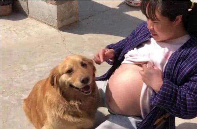 女子怀孕期间，故意在金毛面前露出大肚子