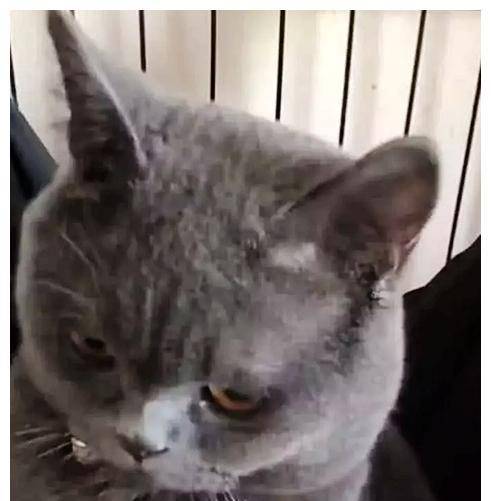 女友来家做客，男子把蓝猫关了起来