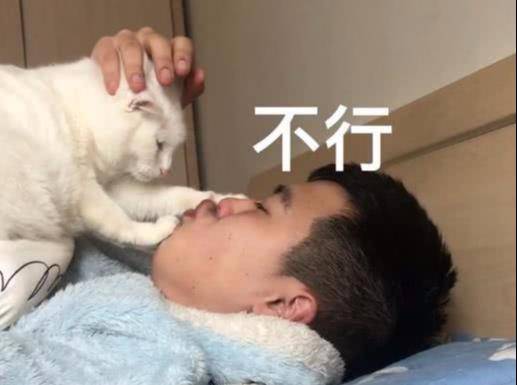 想要亲一口猫,猫咪的反应果然不出所料,主人按住猫头后就后悔了 想要亲一口猫,猫咪的反应果然不出所料,主人按住猫头后就后悔了