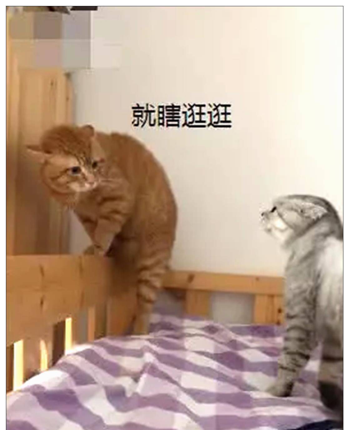 什么|橘猫一夜未归，被母猫逼到角落询问，宠主：我也救不了你！