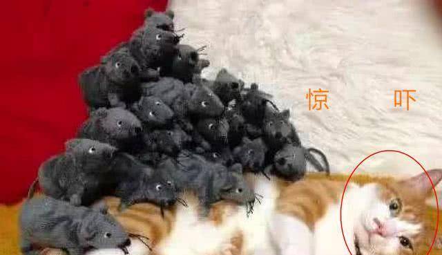 主人恶搞猫咪,把玩具老鼠放它身上,当猫咪醒来时表情亮了! 主人恶搞猫咪,把玩具老鼠放它身上,当猫咪醒来时表情亮了!