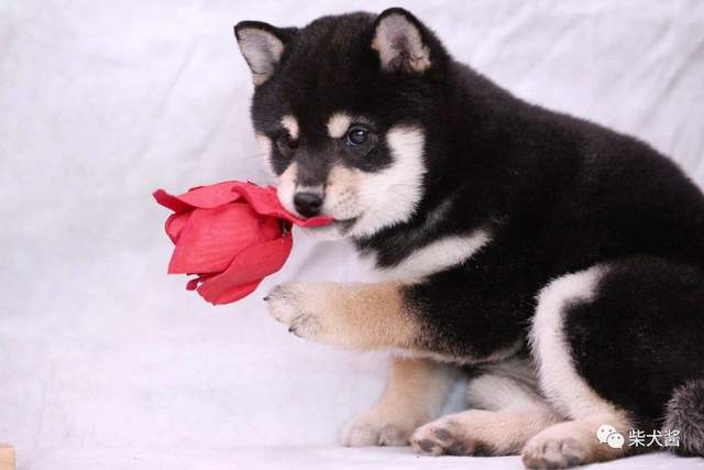 精力|金毛、哈士奇、柯基、柴犬,这四种哪种适合第一次养养狗的人?