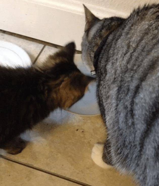 怎么抱小猫崽 4b8f799fdeb142c1ac9bfd20db11f5e7.jpeg
