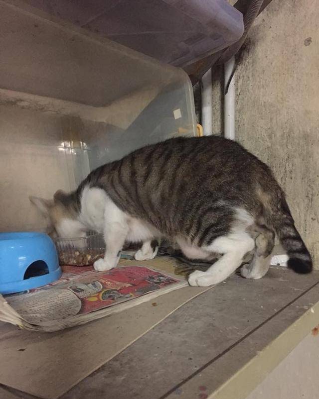 流浪的猫咪,为流浪猫准备的猫粮,猫咪们会挑食