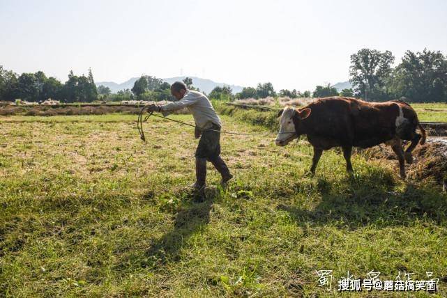 老父親養的黃牛還在嗎?院子裡你搬不動的犁是不是已經生鏽了?