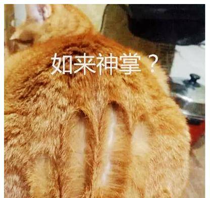 女子朝橘猫屁股拍了一掌,拿起手一看,急忙拍照发朋友圈 女子朝橘猫屁股拍了一掌,拿起手一看,急忙拍照发朋友圈