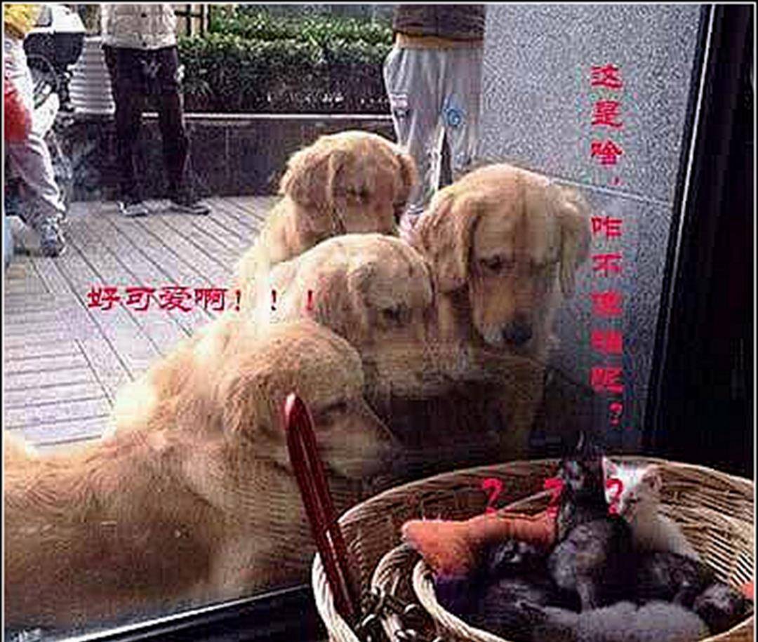 四只金毛盯着店里看，男子觉得有点奇怪，凑近一看顿时明白了