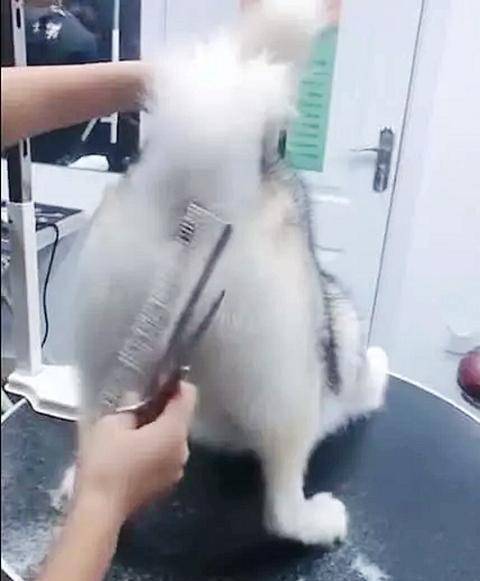 女子带二哈去剪毛，剪到后面时，二哈的举动让她想不到