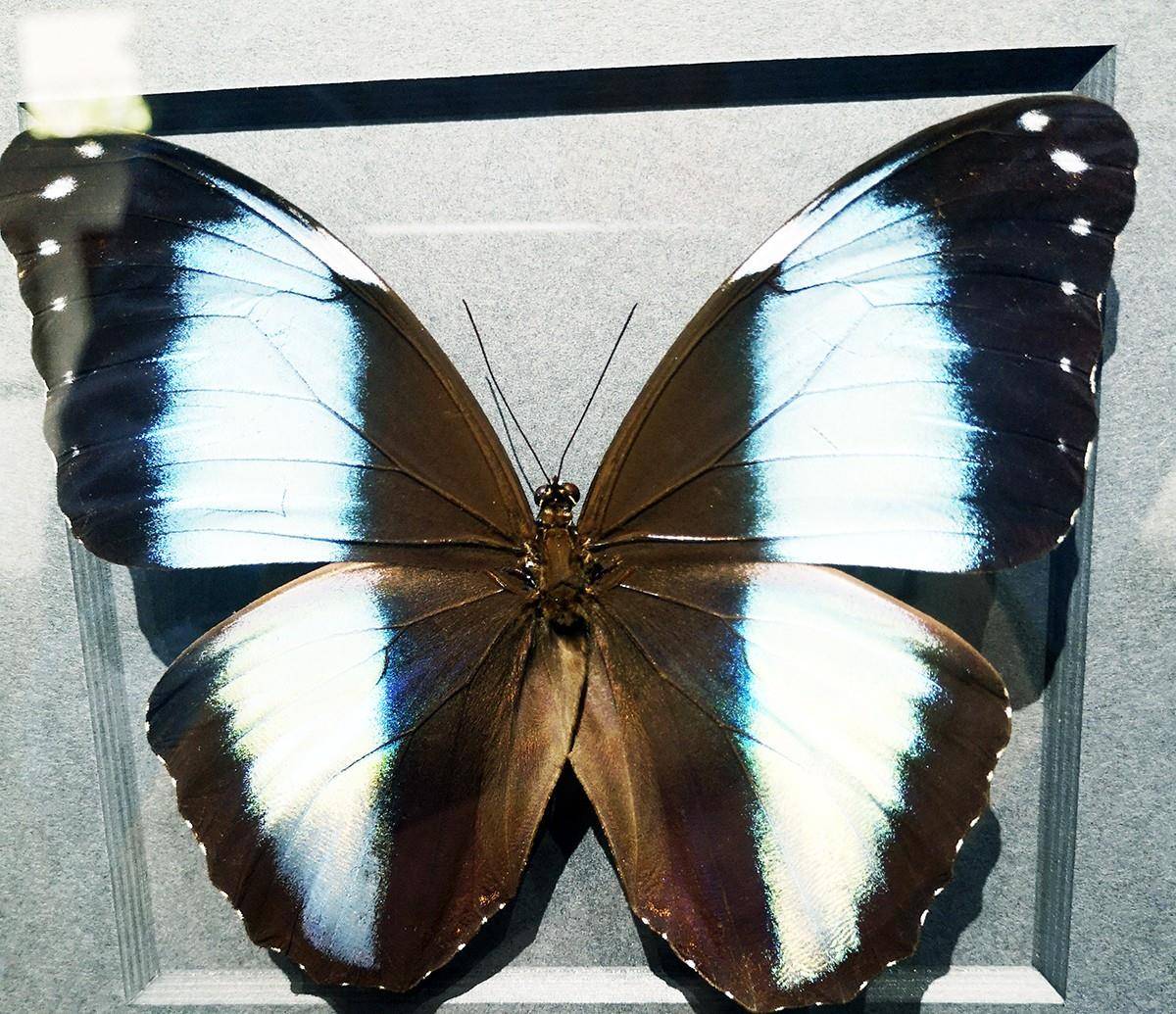 黑蝴蝶的颜色描写