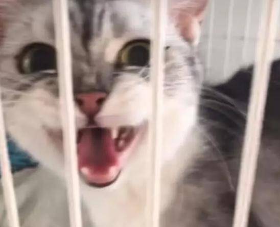 主人忍不住要“吃”小奶猫,猫妈妈看到后的表情亮了! 主人忍不住要“吃”小奶猫,猫妈妈看到后的表情亮了!