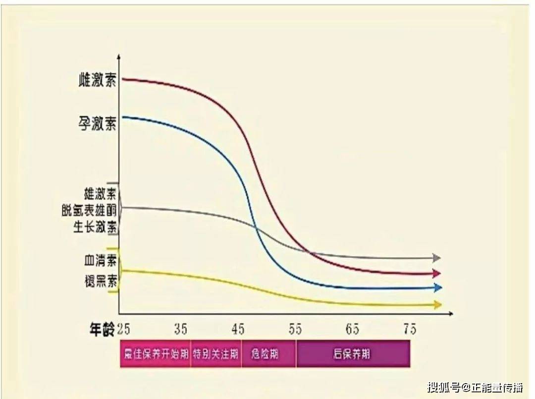 雌激素旺盛女人的特征（雌激素多的人有女人味）