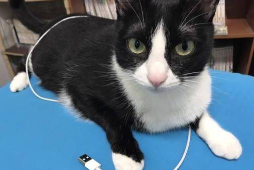 猫咪也会拆家?宠主要收好这3样东西,小心喵星人蠢蠢欲动 猫咪也会拆家?宠主要收好这3样东西,小心喵星人蠢蠢欲动