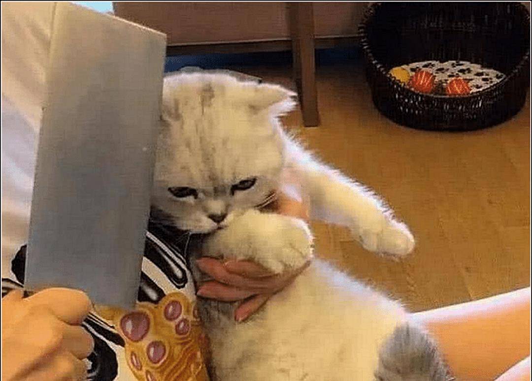 女主给爱猫剪指甲，它却一脸嫌弃不愿意，主人拿出法宝后猫咪怂了