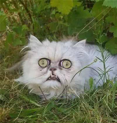 天生自带表情包的猫咪，长相十分奇特，深入了解之后让人意外！