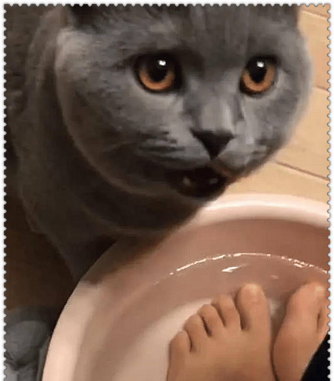 主人正在泡脚,蓝猫偷喝了一口洗脚水,觉得味道不对,直接崩溃了 主人正在泡脚,蓝猫偷喝了一口洗脚水,觉得味道不对,直接崩溃了