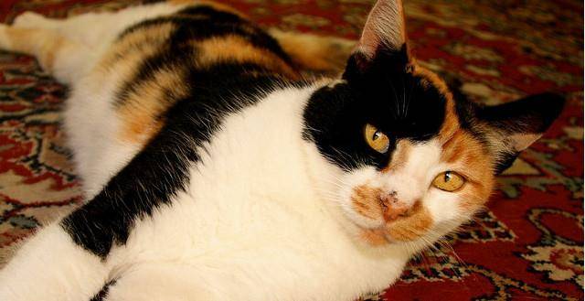 三花猫咪被领养,却从漂亮猫咪患了严重病痛,甚至还拔毛撞墙自残! 三花猫咪被领养,却从漂亮猫咪患了严重病痛,甚至还拔毛撞墙自残!