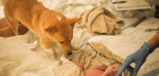 宠物主人在家中生产,没意识到柯基犬从未离开过她的身边! 宠物主人在家中生产,没意识到柯基犬从未离开过她的身边!