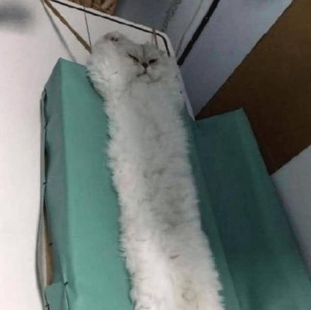 女子带猫咪去绝育,中途被邀请进屋,走进去一看,直接笑抽了 女子带猫咪去绝育,中途被邀请进屋,走进去一看,直接笑抽了