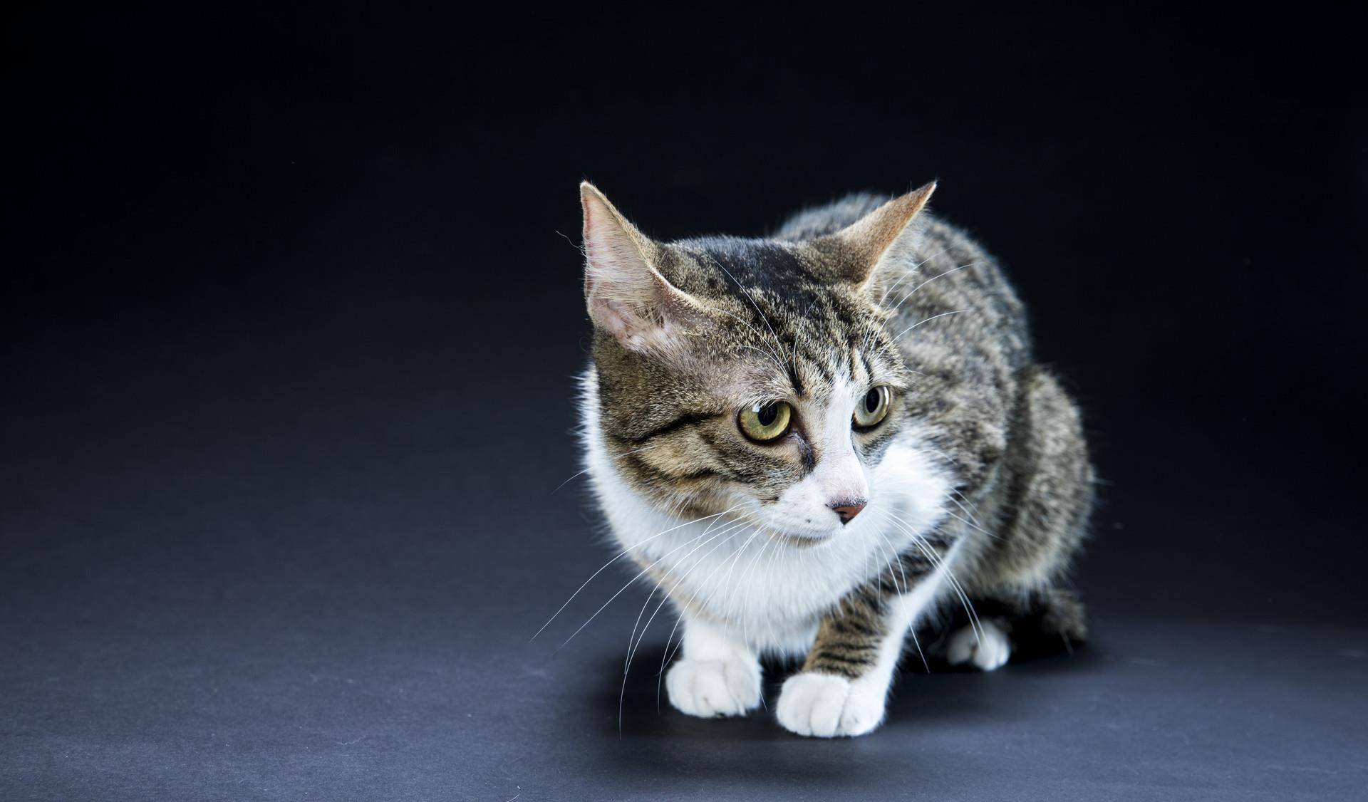想知道猫猫在想什么?猫的语言字典请接收 想知道猫猫在想什么?猫的语言字典请接收
