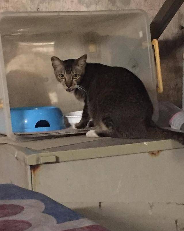 流浪的猫咪,为流浪猫准备的猫粮,猫咪们会挑食