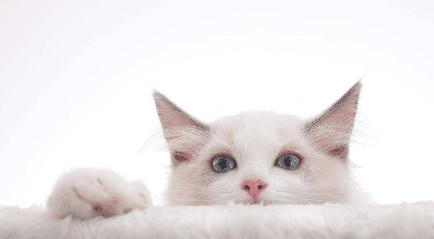 猫咪|盘点四种撸起来手感超好的喵星人，看看你家的猫咪上榜了没？