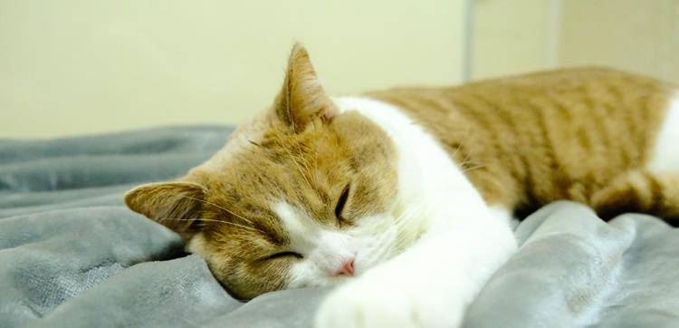 跳蚤怎么快速消除 c9b2a2f9788d4675b9661489e9334cf5.jpeg